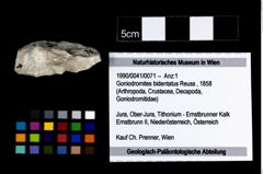 Foto (Objekt + Etikett) von Goniodromites bidentatus (Reuss, 1858)  (NHMW-GEO-1990-0041-0071)